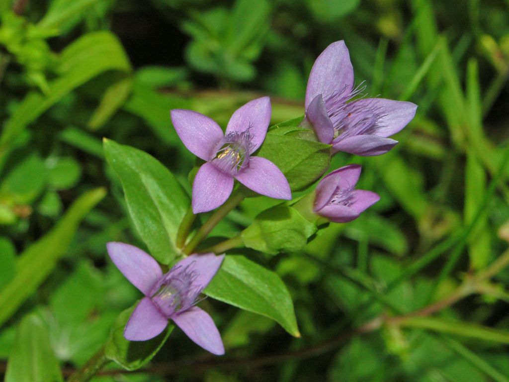 Gentianella campestris / Genzianella campestre